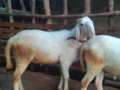 QURBANI 2025 sheep 2 daant