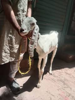God female one year age