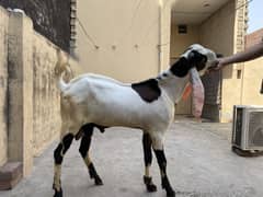 Bakra