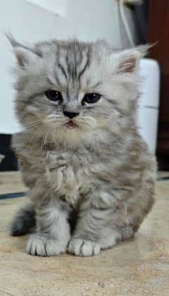 Persian Kitten tripple coated