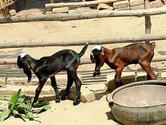 2 Nagra Beetal Beautiful female goat kids for sale
