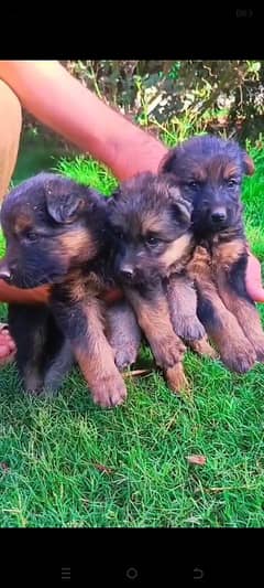 German Shepherd