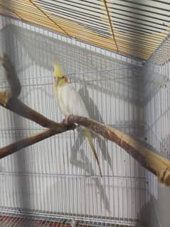 albino