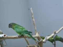 plum head parrot