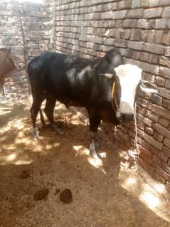 bachry