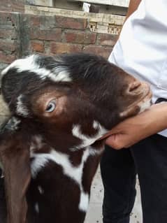 lal daba bettal jori for sale
