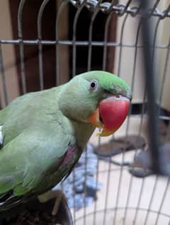 Alexander