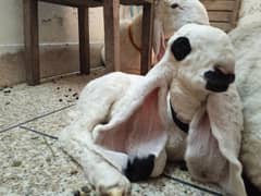 Beautiful animals with his Baby chatra03215935098