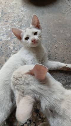 kitten for adoption