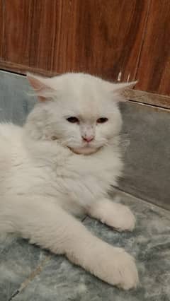 best cat