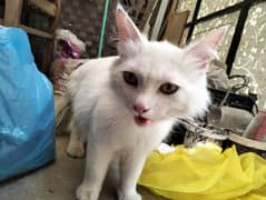 Persian kitten | Triple coat Kitten | Siamese | Blue Eyes | white| Cat