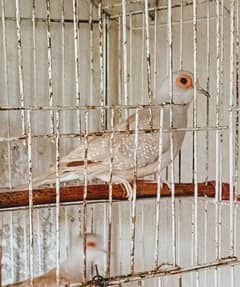 Dove