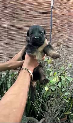 GSD