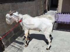 Bakra 15 month