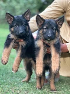 Black German Shepherd Long Coat Puppies black n tan puppies
