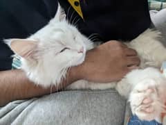 Persian