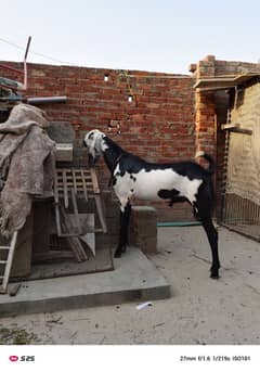 donda Desi Bakra sale