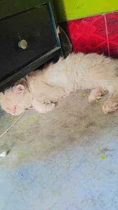 Persian cat