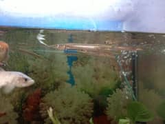 Alligator Gar Fish