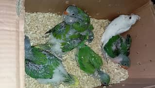 chick's