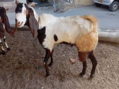 2 teeth bakre for qurbani 2025