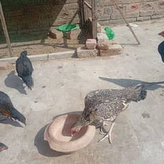 aseel