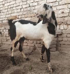 Qurbani