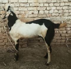 Bakra