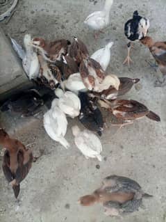 aseel mianwali and Heera chicks available