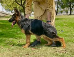 Microchipped German Shepherd Female Pup