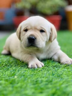 Labrador puppies lab