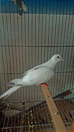 dove pairs for sale