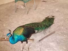 peacock for sale