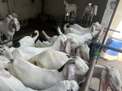 Bakra for sale Rajnpuri white