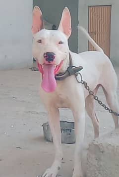 kowati dog 15 month aje 26 inch for sale