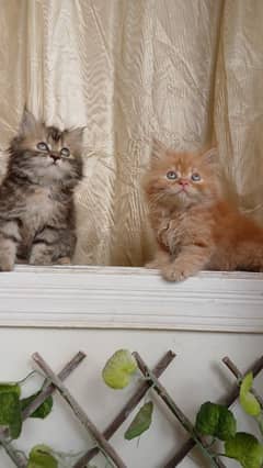kittens