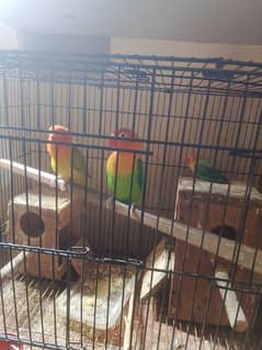 love birds