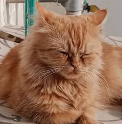 Persian Cat Looking for a New Home