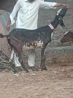 Beetal bakri sale