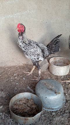 golden buff ghr k palay huway
