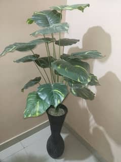 Home Decor Plant
