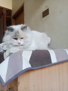 Persian