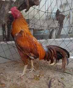 aseel male