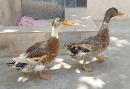 Ducks