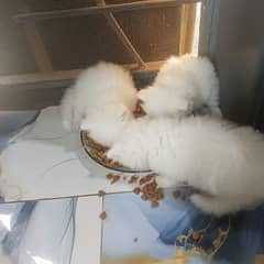 triple coated Punch face Persian kittens for sale