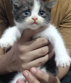 Pair kittens male and female double coat