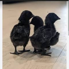 ayam cemani chick age 25 days old