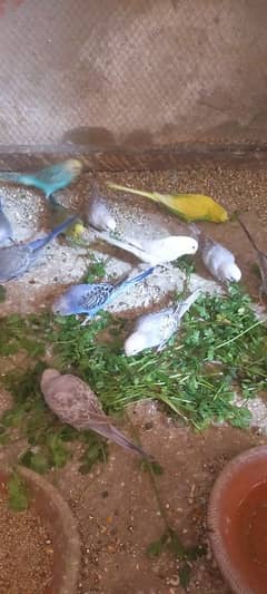 budgie