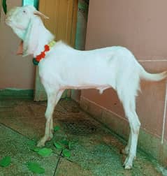 rajanpuri