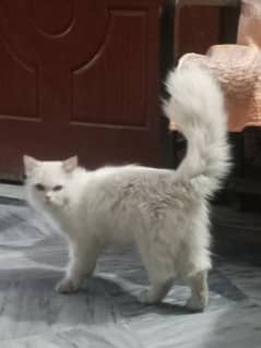 double coated Persian cat